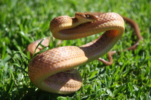 Reptiles On The Run Pic 4 - Brown Tree snake