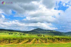 Hunter Valley Tours Pic 4