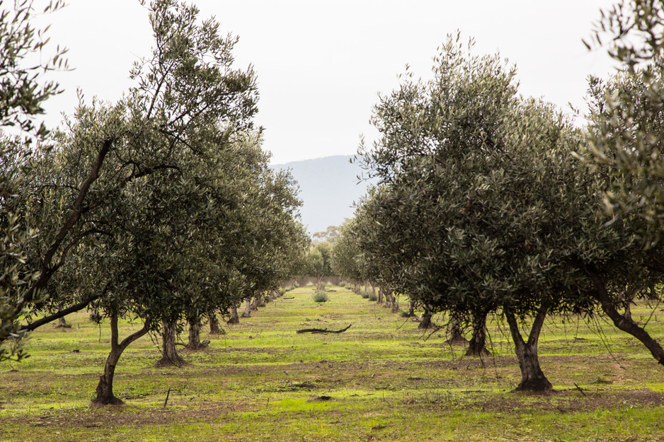 Red Rock Olives Pic 1