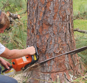 Tree Dropper Pic 2 - Looking for the best stump grinding services in Hawkesbury Castle Hill The Hills District Call Tree Dropper at 0472 640 077