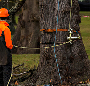 Tree Dropper Pic 3 - The reasons for canopy thinning in Hawkesbury Castle Hill The Hills District go beyond increasing light and air Call at 0472640077