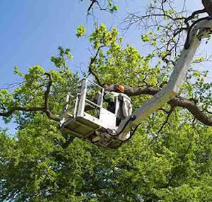 Tree Dropper Pic 4 - Professional tree lopping services in Hawkesbury Castle Hill The Hills District Our certified arborist ensure safe efficient tree care