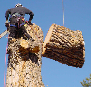 Tree Dropper Pic 5 - Call 247 at 0472640077 for emergency tree work like removing damaged branches in Hawkesbury Castle Hill The Hills District