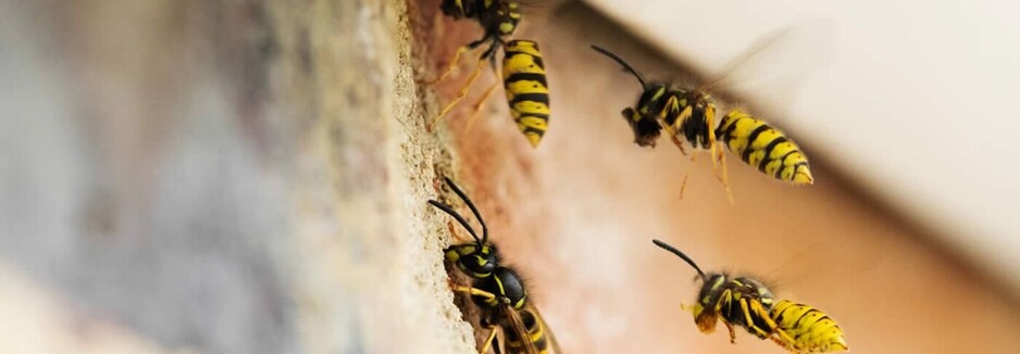 Wasp Removal Mount Barker Junction Pic 1