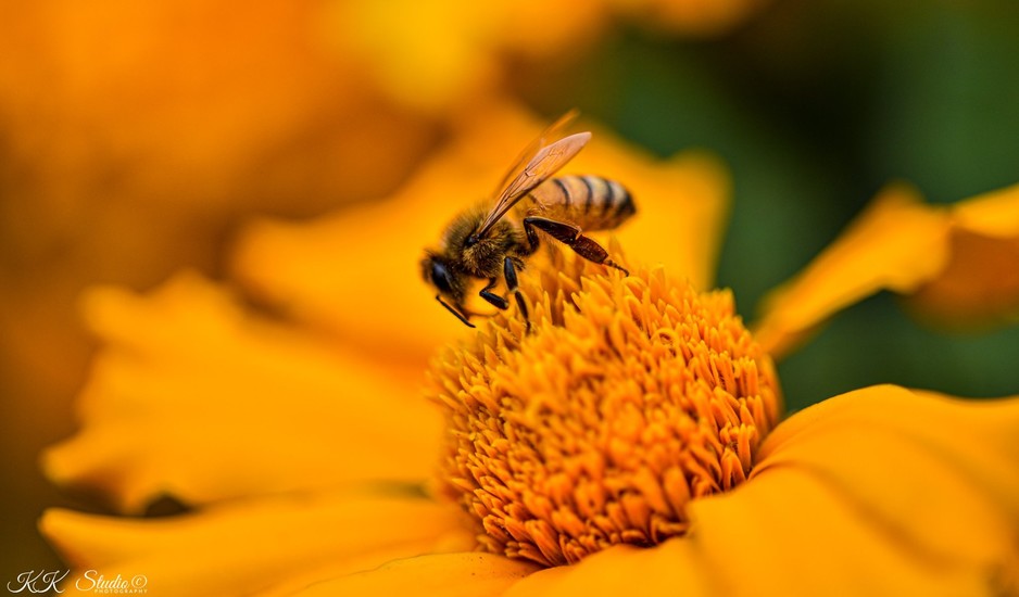 Doublek Studio Pic 1 - Bee on the flower