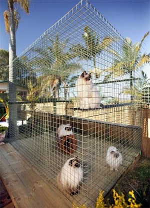 Aussie Cat Enclosures Pic 3 - 2400 high x 2400 deep x 2400 wide