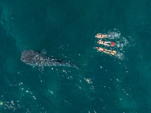 Ningaloo Discovery Pic 3 - Swim with whale sharks Ningaloo Discovery