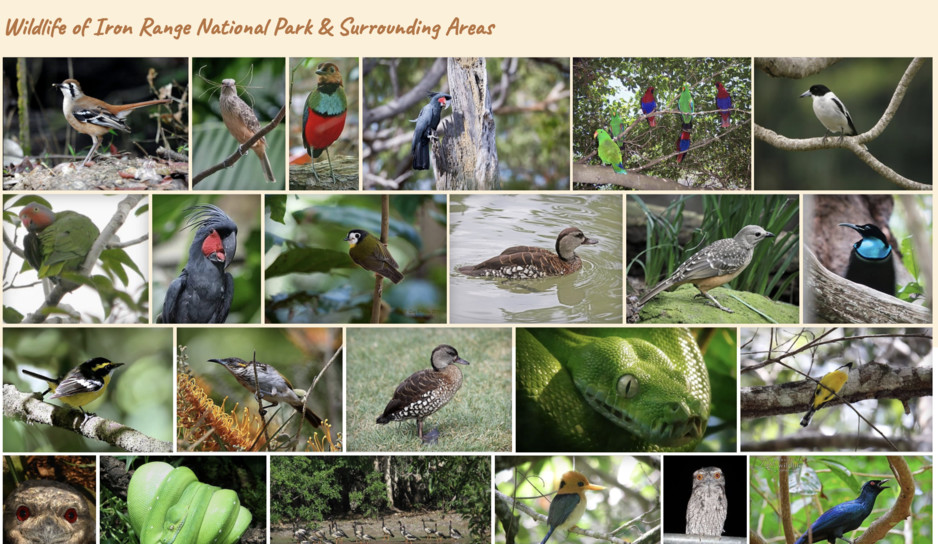 Bird Tracker Pic 1 - birdwatching in Queensland