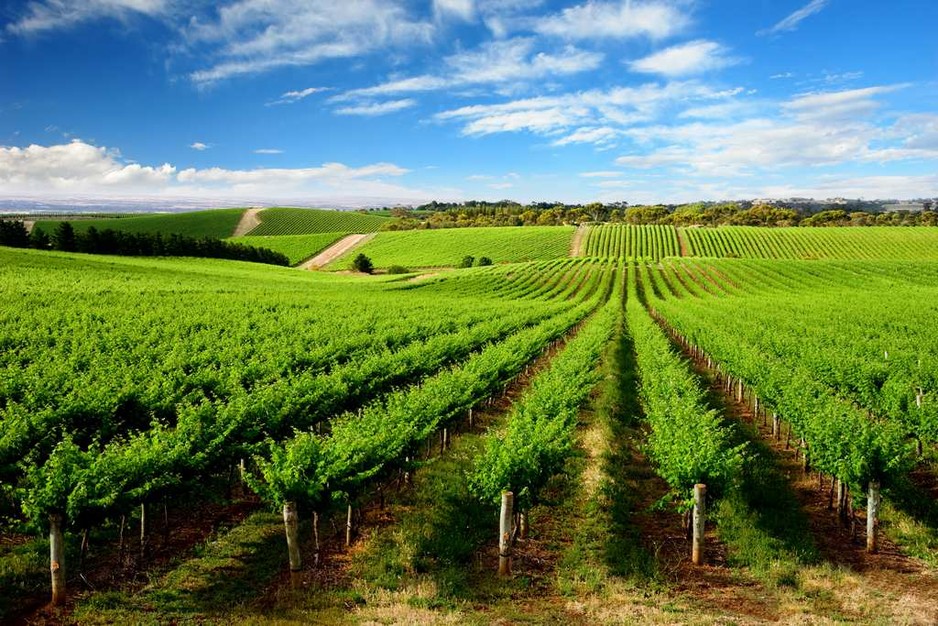 Spirit of the Fleurieu Tours Pic 1 - Wine tour McLaren Vale