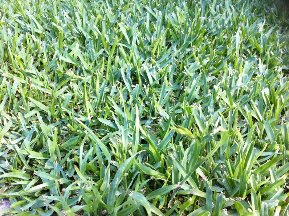 Kamac Turf Pic 1