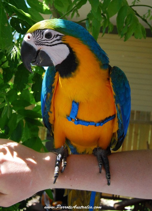 Parrots Australia Pic 1