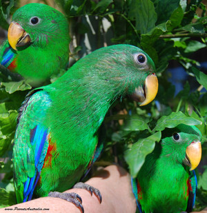 Parrots Australia Pic 2