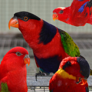 Parrots Australia Pic 3