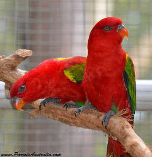 Parrots Australia Pic 4