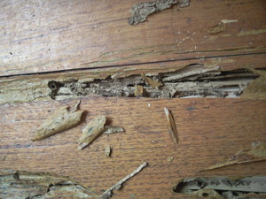 The Harry's Group Pic 3 - Termites will damage you timbers this can go undectected until its too late