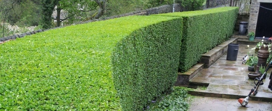 Grant Perkins Horticulture Pic 1 - Expert Hedge Trimming