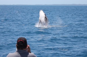 Freedom III Whale Watch Fishing & Dive Charters Pic 4 - Calf breaches at the front of Freedom III in Hervey Bay