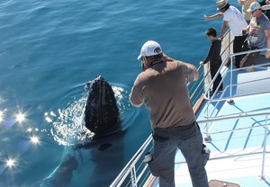 Freedom III Whale Watch Fishing & Dive Charters Pic 2 - Humpback whales enjoy the close interactions with Whale Watch boats in Hervey Bay