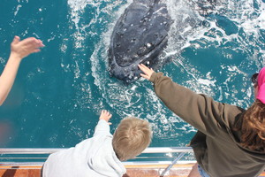 Freedom III Whale Watch Fishing & Dive Charters Pic 5 - Kids and adults alike love the close whale encounters ion Board Freedom Whale Watch