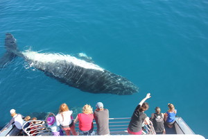 Freedom III Whale Watch Fishing & Dive Charters Pic 3 - Young humpback cruises past the back deck of Freedom Whale Watch