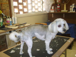 Dirty Dog Salon Pic 2 - AFTER