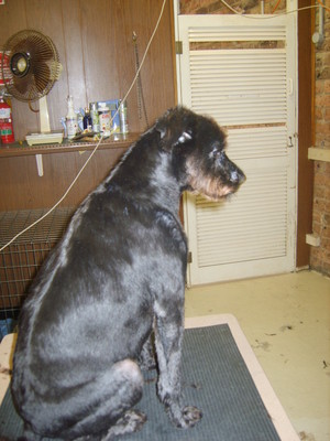 Dirty Dog Salon Pic 5 - AFTER