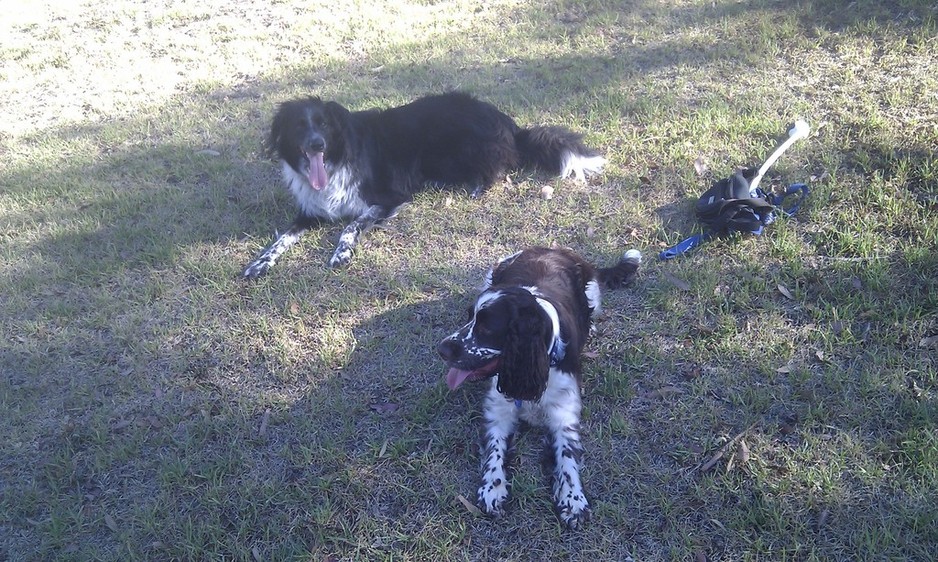 The Bark Gang Pic 1 - Dax and Colette having a rest in the park