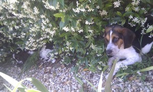 The Bark Gang Pic 4 - Hiding under the bush