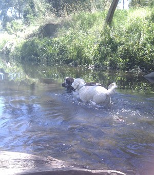 The Bark Gang Pic 3 - We love to swim