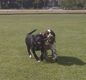 The Bark Gang Pic 2 - Who can hold onto the stick