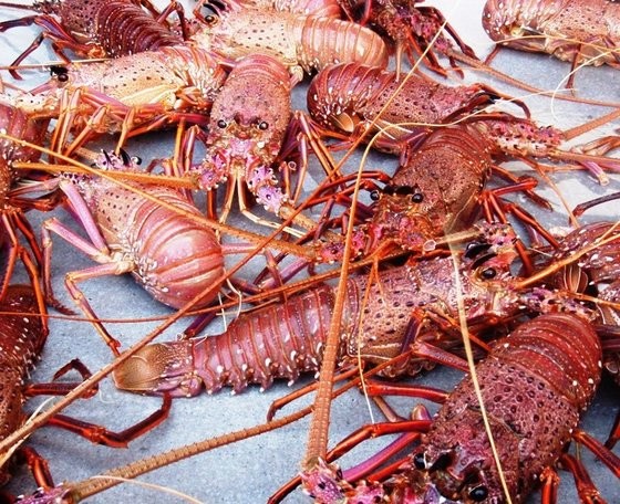 Genie Group Pic 1 - Fresh Lobster Exporter Australia