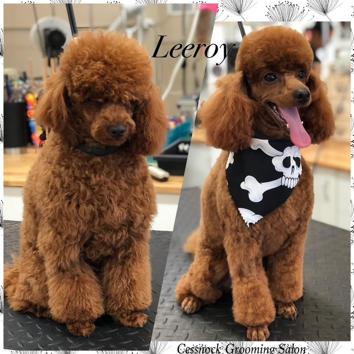 Cessnock Grooming Salon Pic 1 - Leeroy Before and after