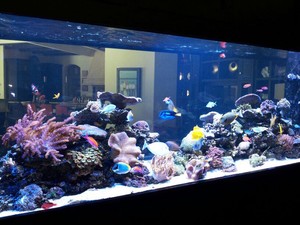 Brisbane Aquarium Service in Jamboree Heights, Brisbane, QLD, Pet Care ...