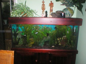 Aqua-Dynamics Aquarium Cleaning Service Pic 3