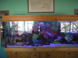 Aqua-Dynamics Aquarium Cleaning Service Pic 4