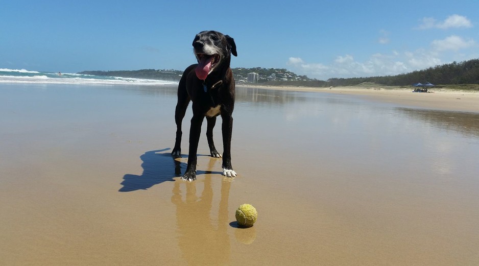 sharni's PET CARE Pic 1 - Ball Fun