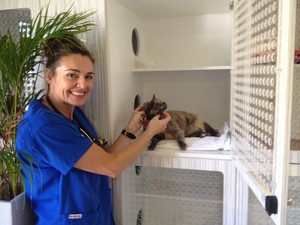 Ulysses Vet Clinic Cairns Pic 5 - Cat boarding in the EmPAWrium