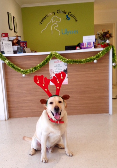 Ulysses Vet Clinic Cairns Pic 1 - Christmas time at Ulysses Vets