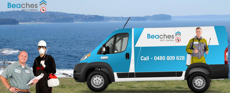 Beaches Pest Control Pic 1