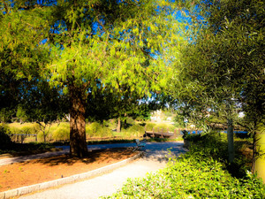 Gold Coast Regional Botanic Gardens Pic 4 - The beautiful Botanic Gardens