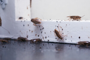 EPC - Enviro Pest Control Pic 3 - EPC Cockroach problems we can help you Commercial and domestic solutions for these pesty cockroaches