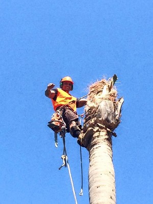 boss tree service boss tree services in browns plains brisbane qld surgeon boss tree service boss tree services in browns plains brisbane qld surgeon