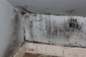 Melbourne Mould Removal Pic 3 - Black mould Melbourne