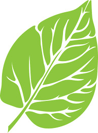 English Tutor Hilltop Kalamunda Pic 2 - A green vibrant leaf the icon Ive chosen to symbolise the growth and nurturing that occurs for students with Hilltop English Tutoring