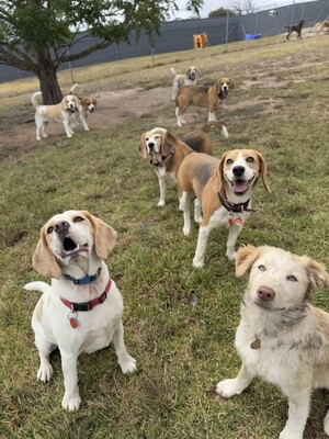 Kip Adelaide Hills Dog Boarding Pic 3