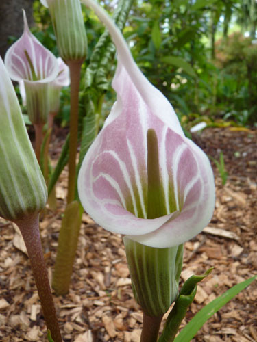 Lynns Rare Plants Pic 1 - Arisaema candidissimum