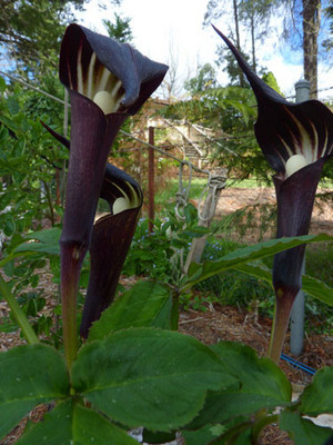 Lynns Rare Plants Pic 2 - Arisaema sazensoo