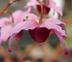 Lynns Rare Plants Pic 3 - Epimedium Hot Lips