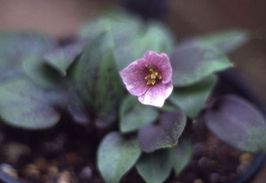 Lynns Rare Plants Pic 4 - Trillium rivale Purple Haze