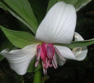 Lynns Rare Plants Pic 5 - Trillium rugelii